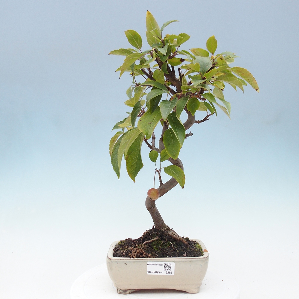 Vonkajší bonsai -Malus halliana - Maloplodá jabloň