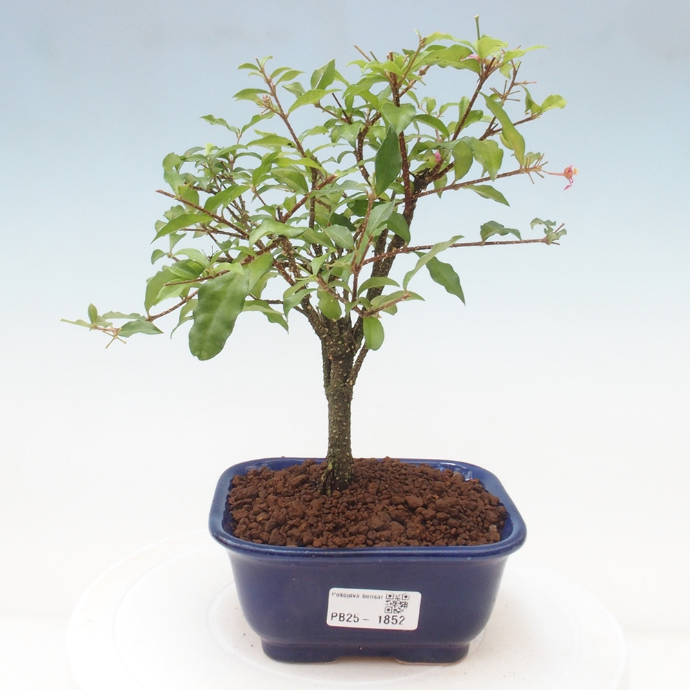 Izbová bonsai - Malpighia coccigera- Barbdorská čerešňa