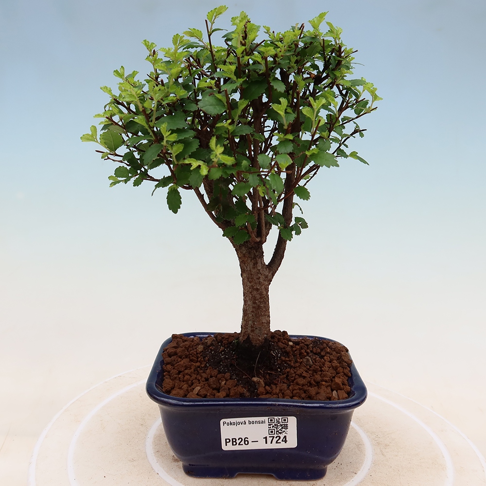 Izbový bonsaj - Ulmus parvifolia - brest malolistý