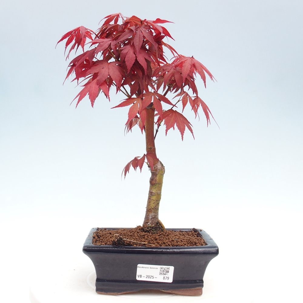 Vonkajší bonsai - Acer palm. Atropurpureum-Javor dlanitolistý