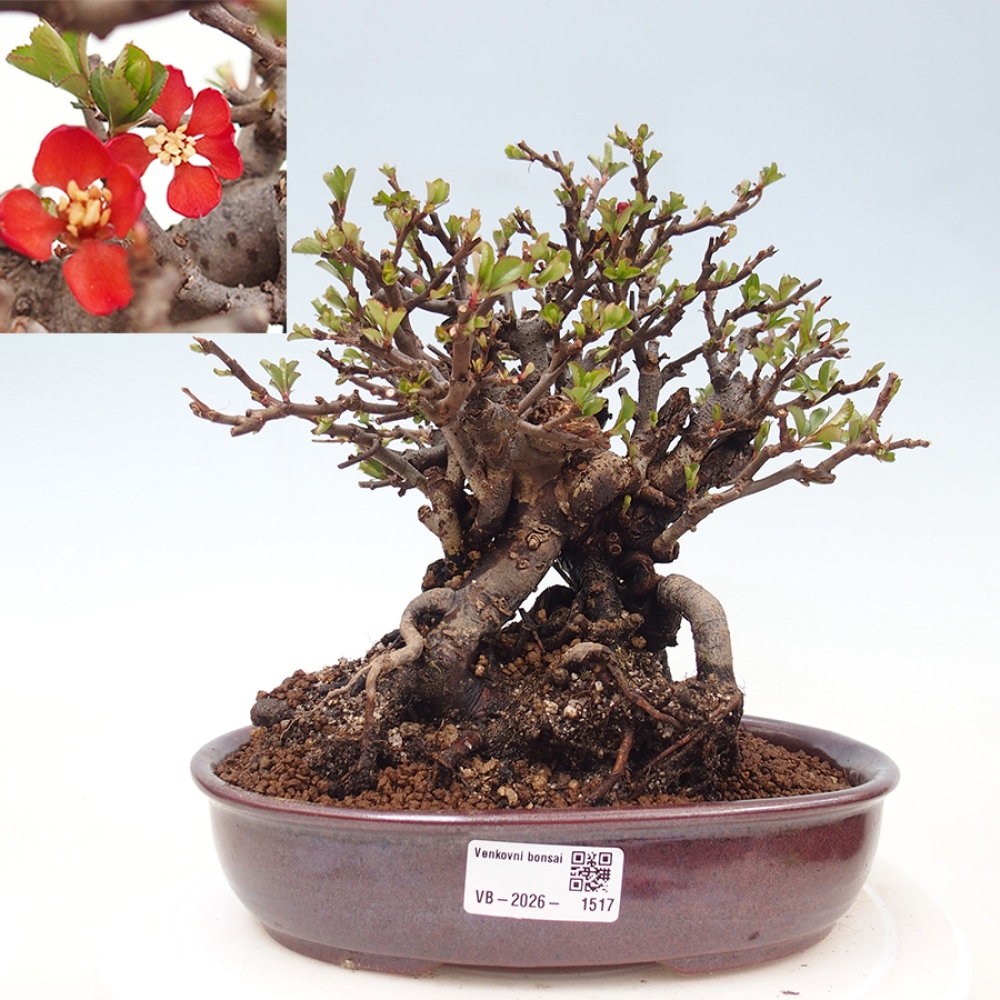 Vonkajšie bonsaje - Chaneomeles speciosa - Kdoule