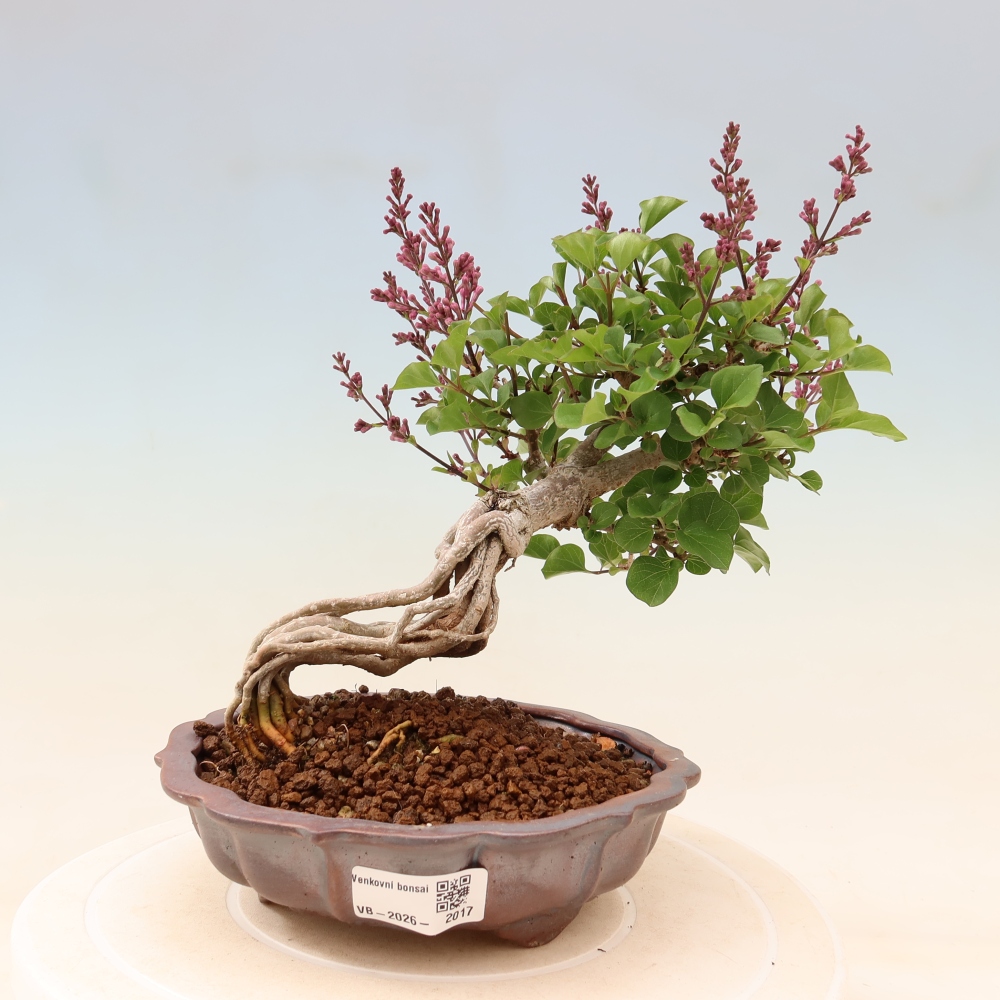 Vonkajší bonsaj - Syringa microphylla - drobnokvetý šeřík