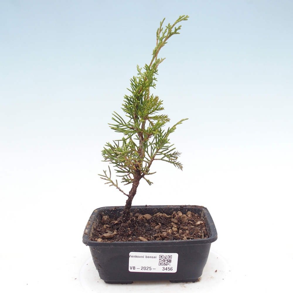Vonkajší bonsaj - Juniperus chinensis Itoigawa