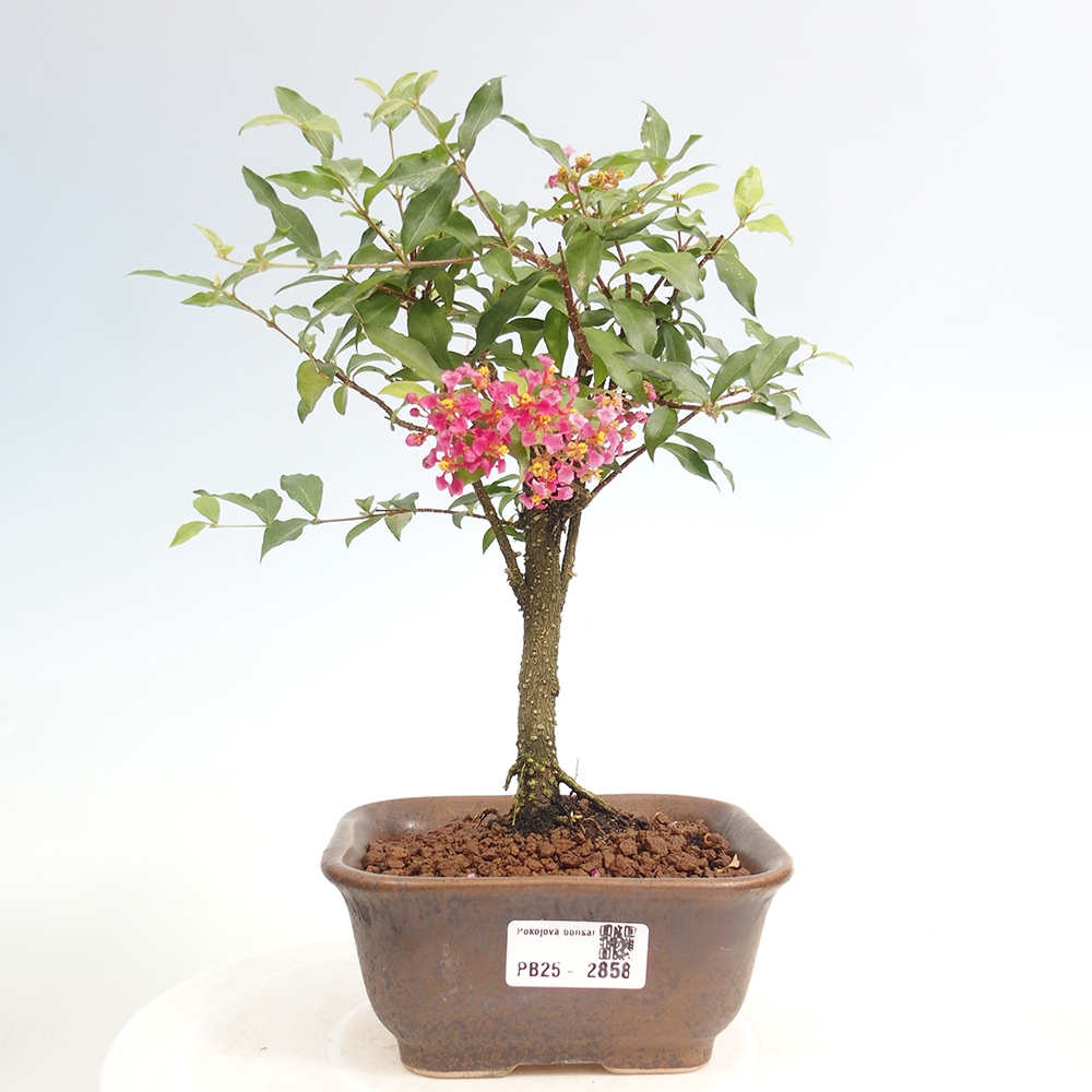 Izbová bonsai - Malpighia coccigera- Barbdorská čerešňa