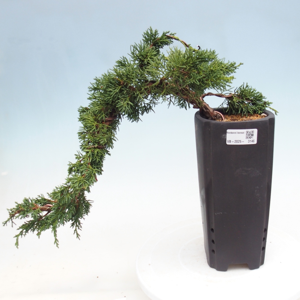 Vonkajší bonsai - Juniperus chinensis Kishu -Jalovec čínsky