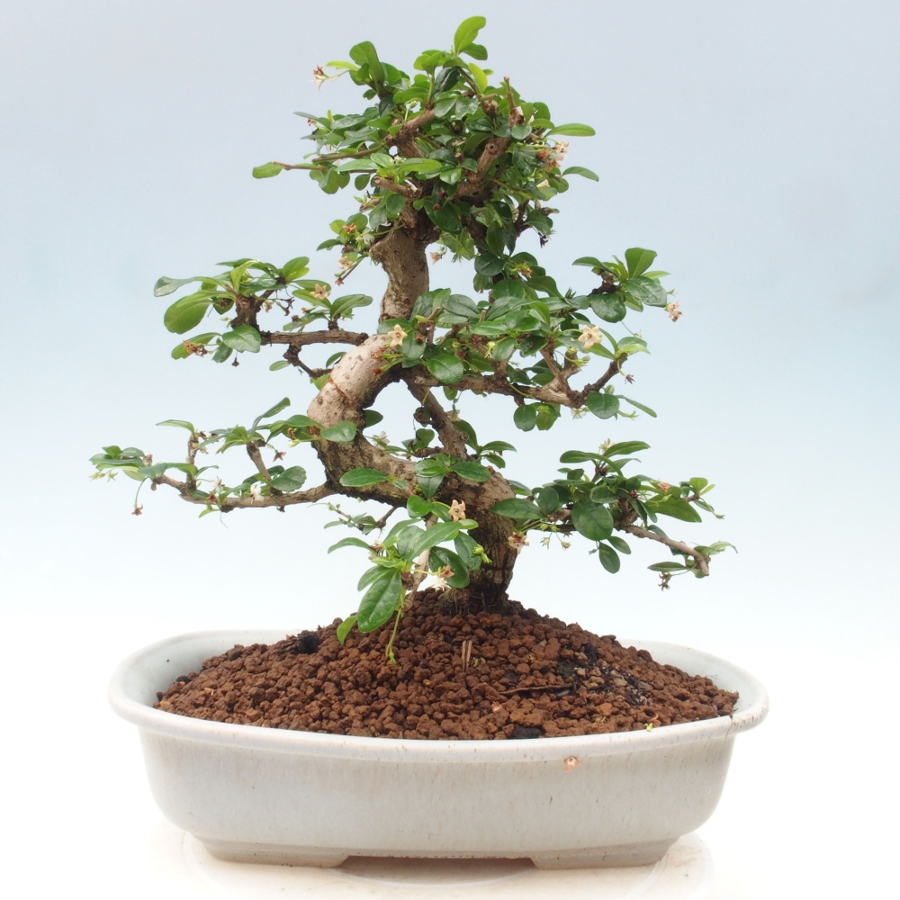 Izbová bonsai - Carmona macrophylla - Čaj fuki