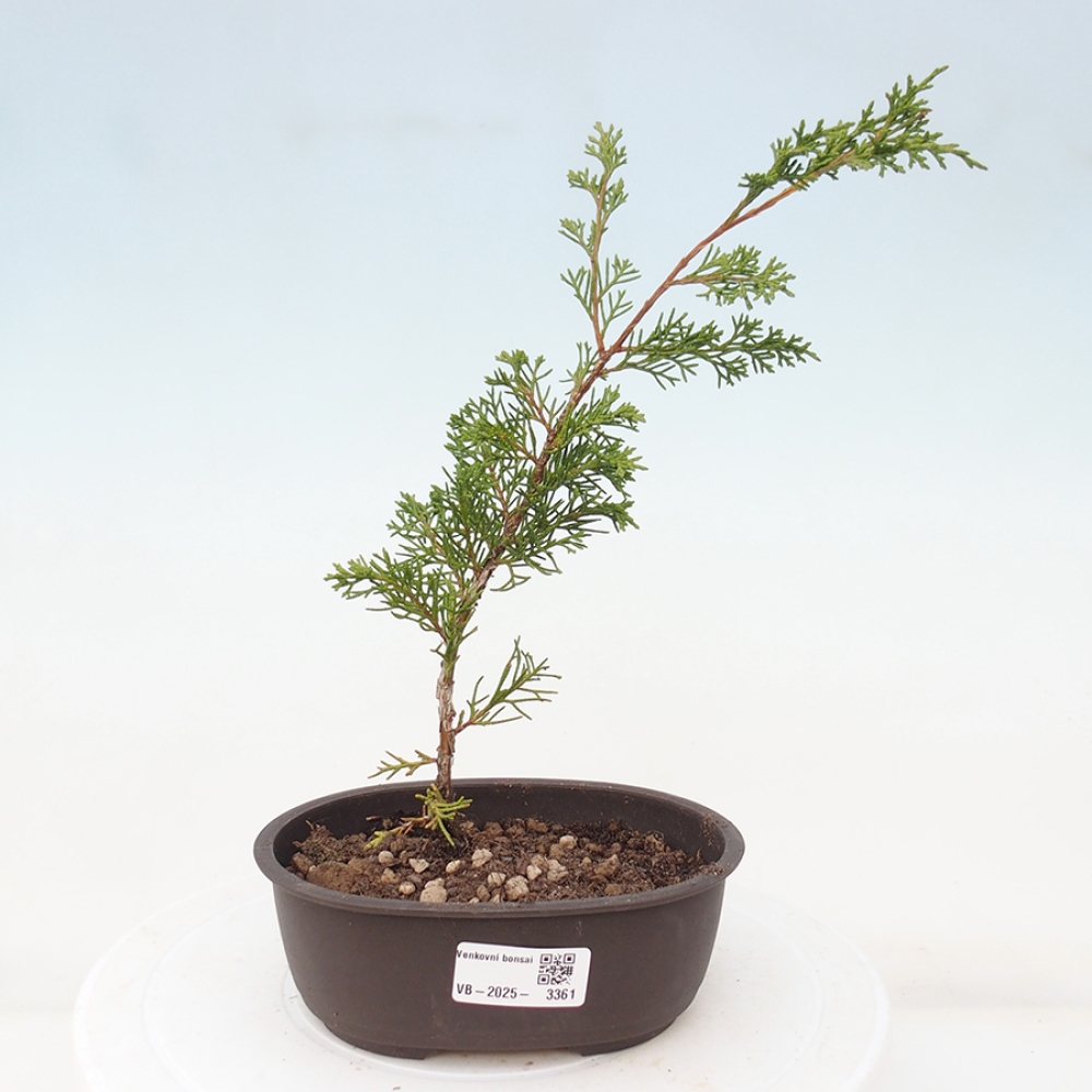 Vonkajší bonsai - Juniperus chinensis Itoigawa -Jalovec čínsky