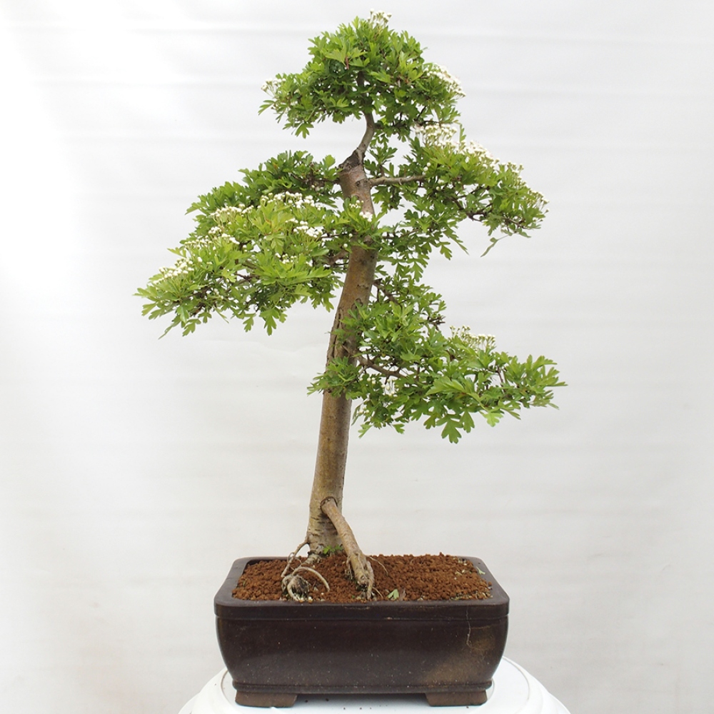 Vonkajší bonsai - Hloh - Crataegus monogyna