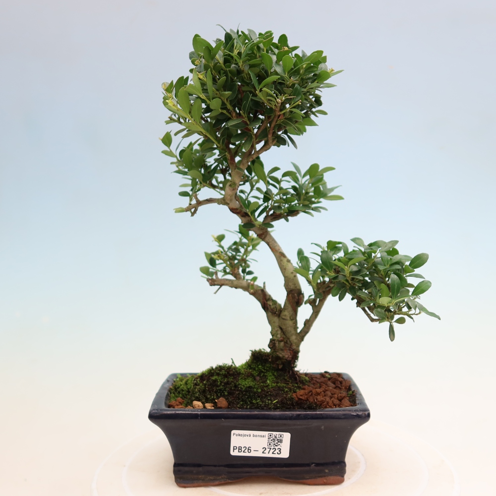 Izbový bonsaj - Ilex crenata - Cesmína