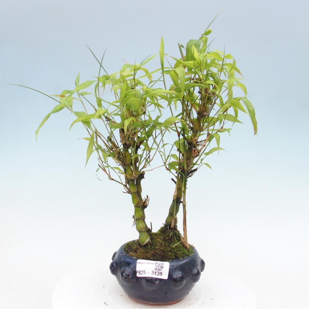 Izbové bonsaje - Bambusové brucho - Bambusové brucho