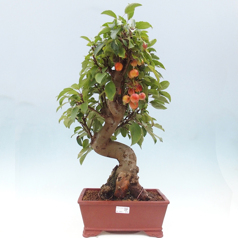 Vonkajší bonsai -Malus halliana - Maloplodá jabloň