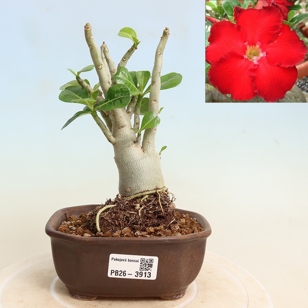 Izba bonsai – Adenium obesum Red Star – Púštna ruža