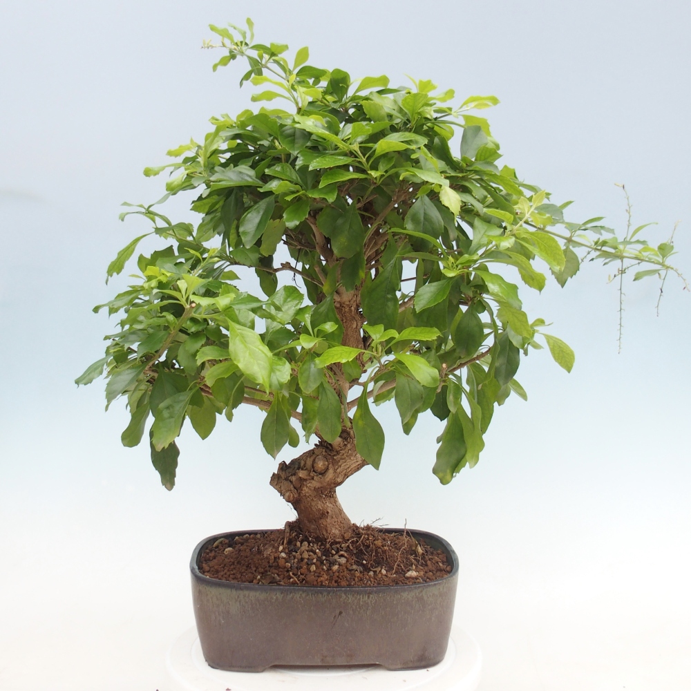 Izbové bonsaje - Duranta repens -Duranta