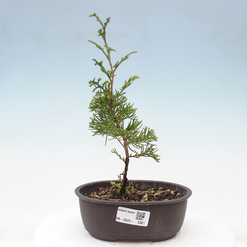Vonkajší bonsai - Juniperus chinensis Itoigawa -Jalovec čínsky