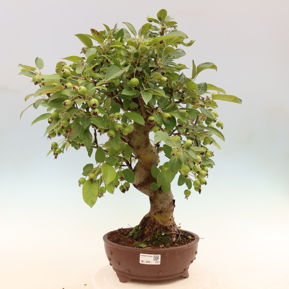 Vonkajšia bonsaj -Malus halliana - Malokvetá jabloň