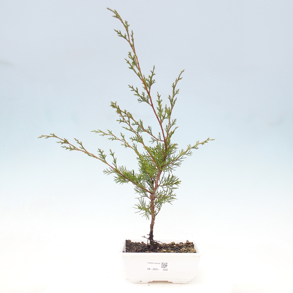 Vonkajší bonsai - Juniperus chinensis Itoigawa -Jalovec čínsky