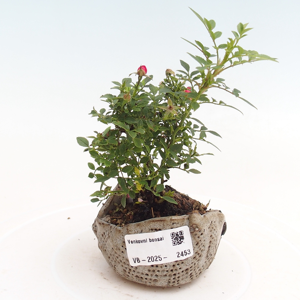 Vonkajší bonsai - Rosa Cutie Pie - Ruže 