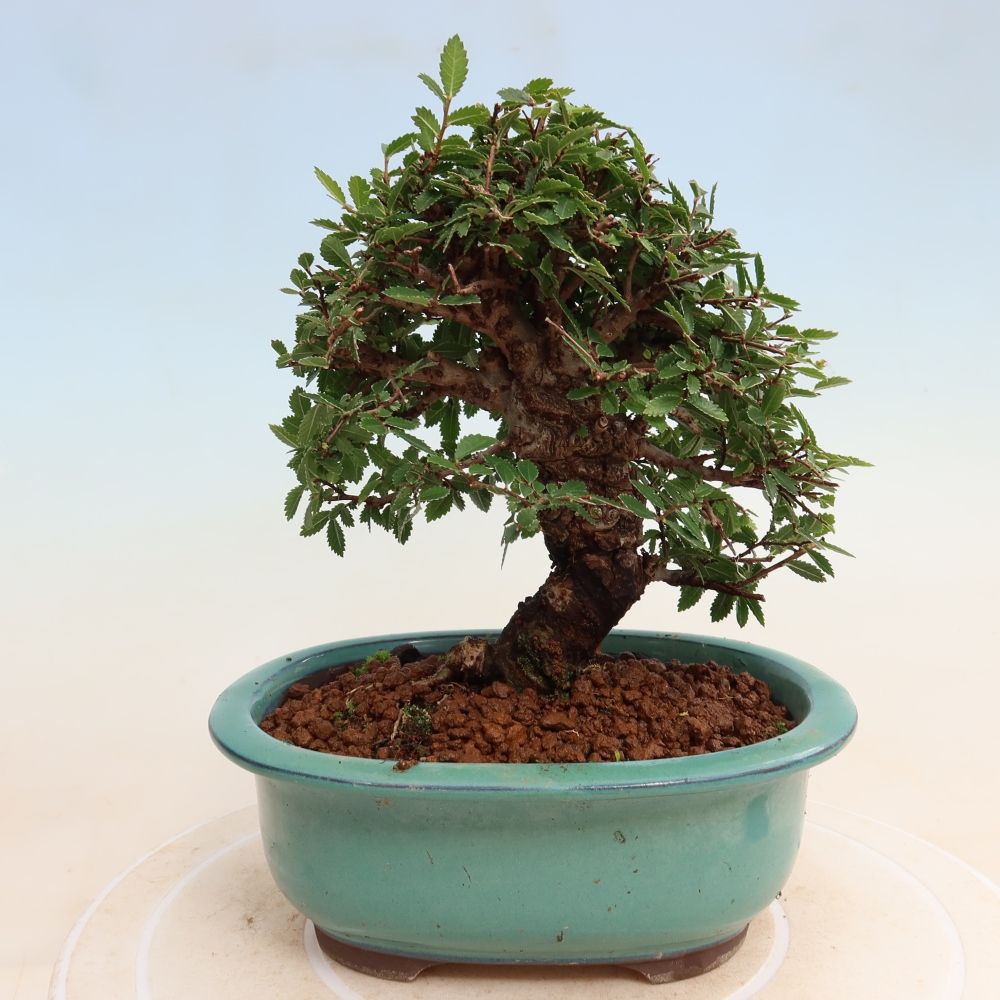 Vonkajšie bonsaje - Zelkova - Zelkova NIRE