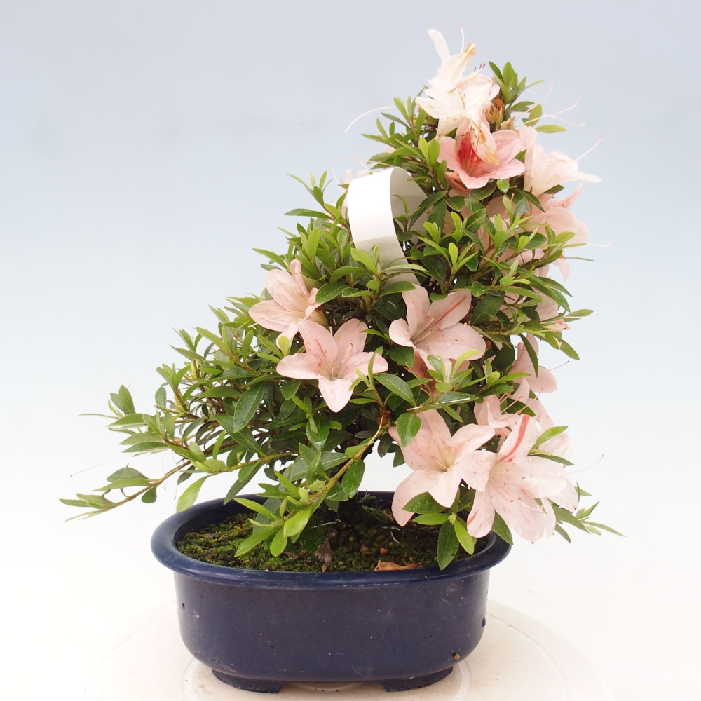 Vonkajší bonsai - Japonská azalka -  Azalea Nikko