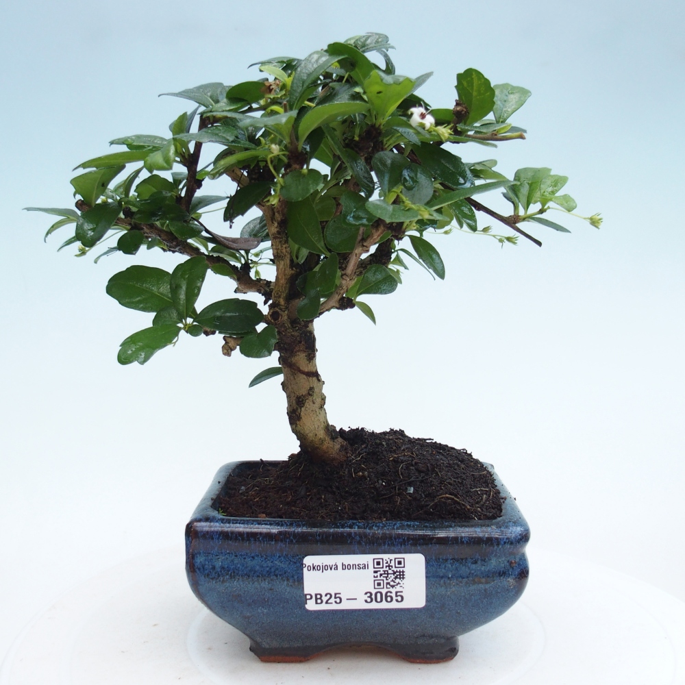 Izbová bonsai - Carmona macrophylla - Čaj fuki