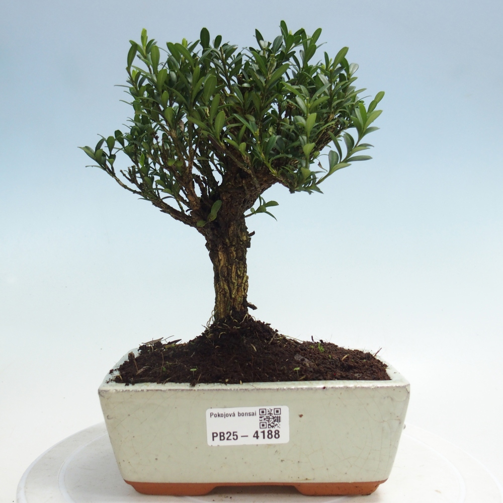 Izbové bonsaje - Buxus harlandii - korkový buxus