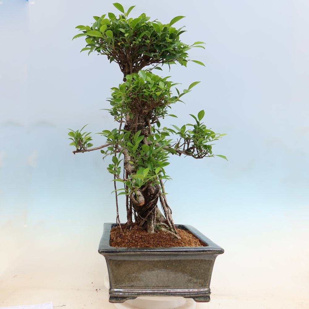 Izbové bonsaje - Ficus kimmen - drobnolistý fikus