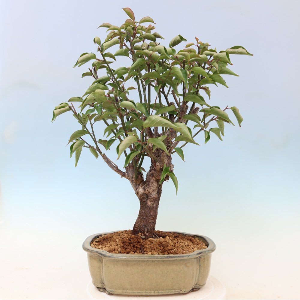 Vonkajšie bonsaje – Japonská marhuľa – Prunus Mume
