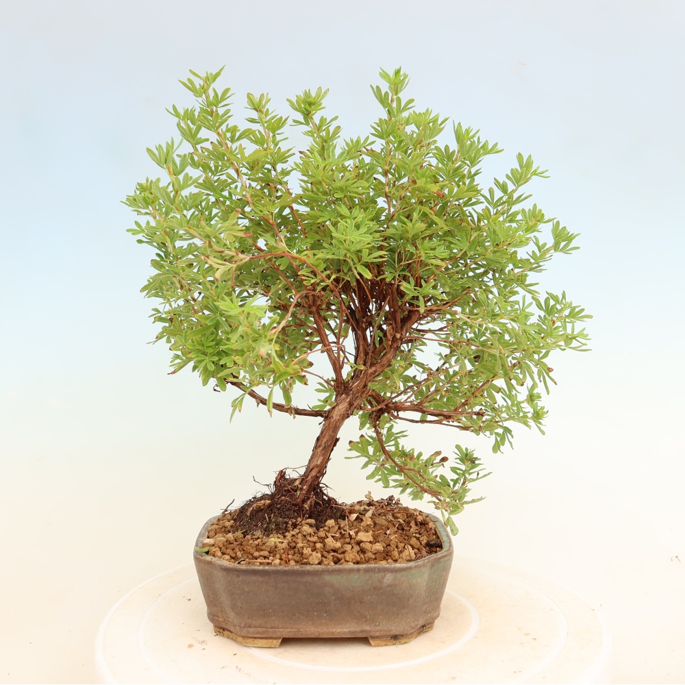Vonkajší bonsai – Potentila fruticosa Bellissima