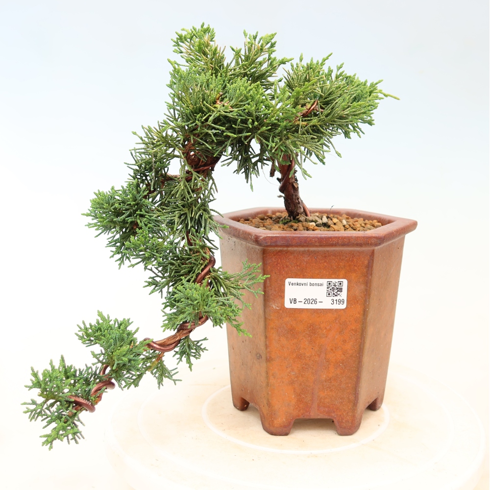 Vonkajší bonsaj - Juniperus chinensis Kishu