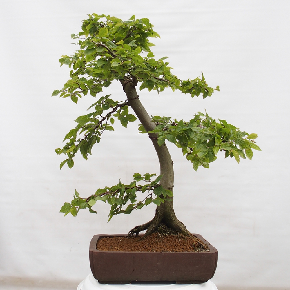 Vonkajší bonsai - Hrab obyčajný - Carpinus betulus