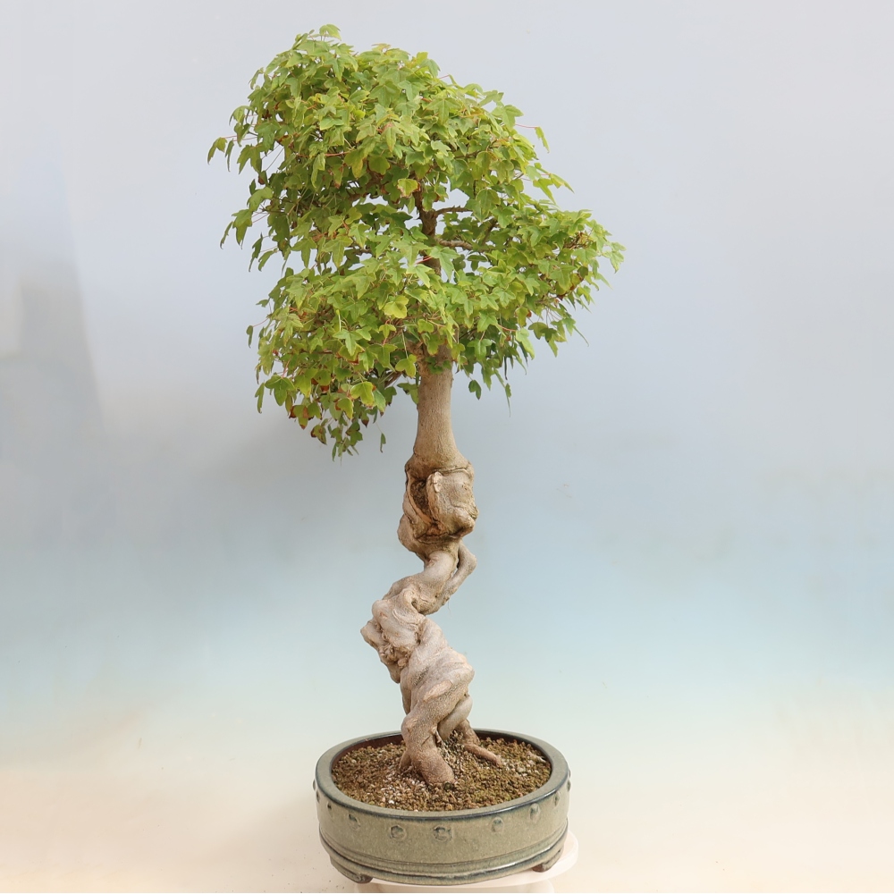 Vonkajšia bonsaj - Acer Buergerianum - Hamburgerový javor
