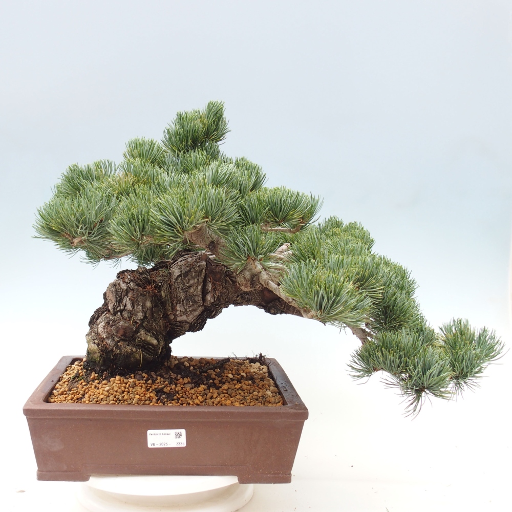 Vonkajšie bonsai - Pinus parviflora - Borovica drobnokvetá
