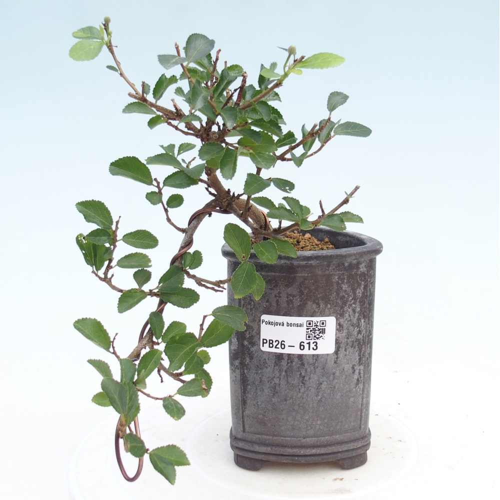 Izbový bonsaj - Grewia occidentalis - Levanduľová hviezdica