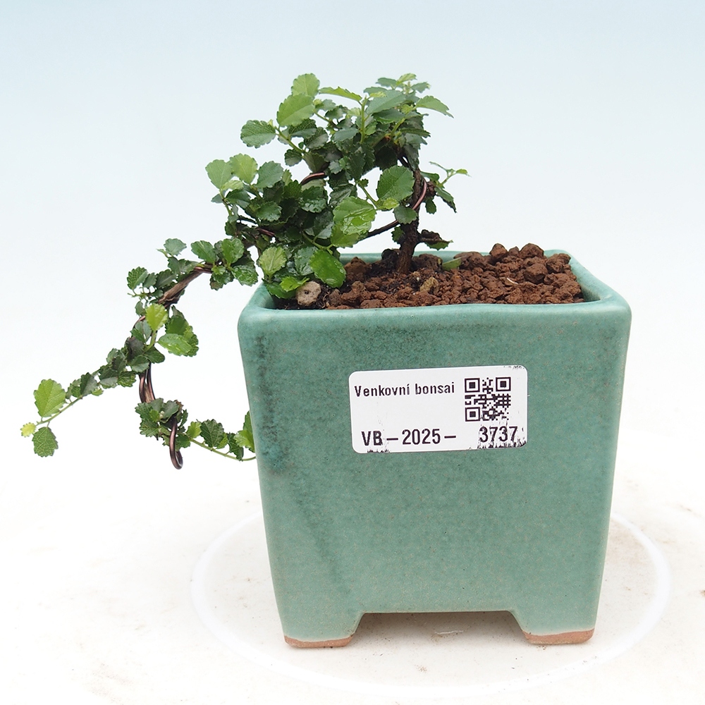 Izbová bonsai - Grewia sp. - Grewie malolistá