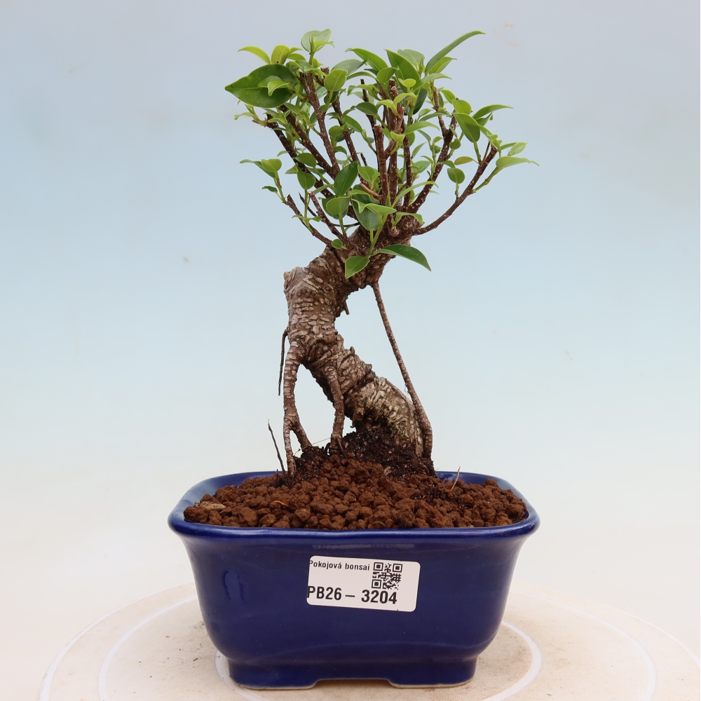 Izbové bonsaje - Ficus kimmen - drobnolistý fikus