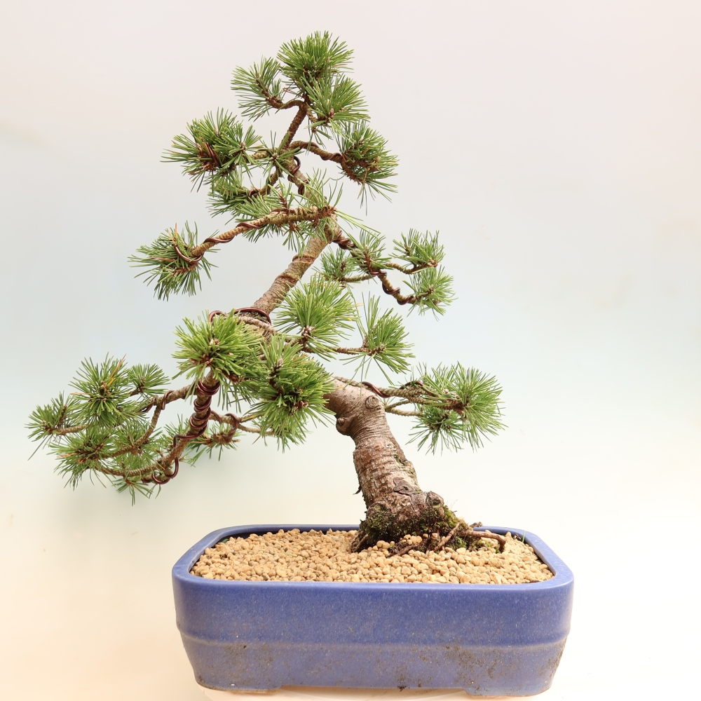 Vonkajšie bonsaje – Pinus mugo Humpy – borovica krivá
