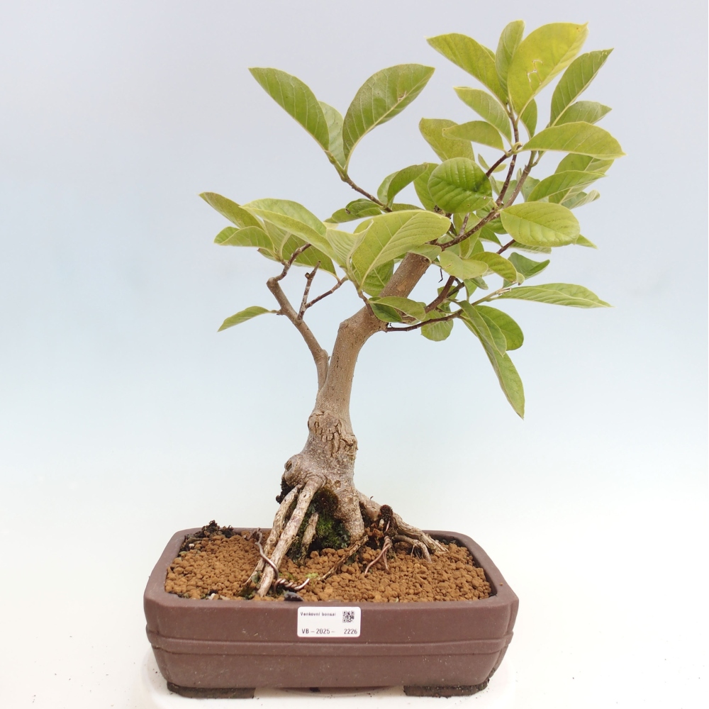 Vonkajší bonsai - Magnolia Gold Star - Magnólia