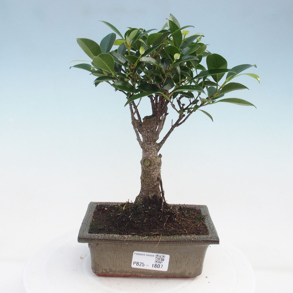 Izbová bonsai - Ficus retusa - malolistý fikus