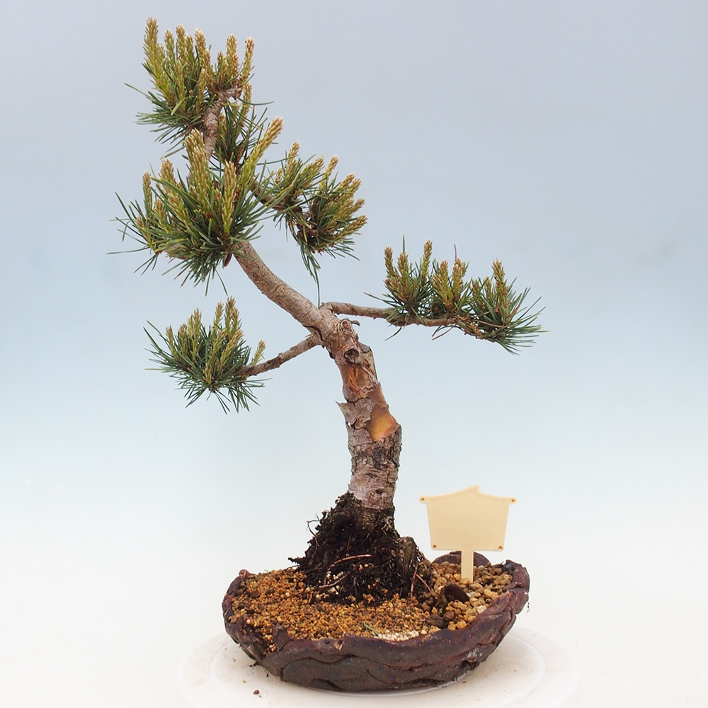 Vonkajšie bonsai - Pinus Sylvestris - Borovica lesná