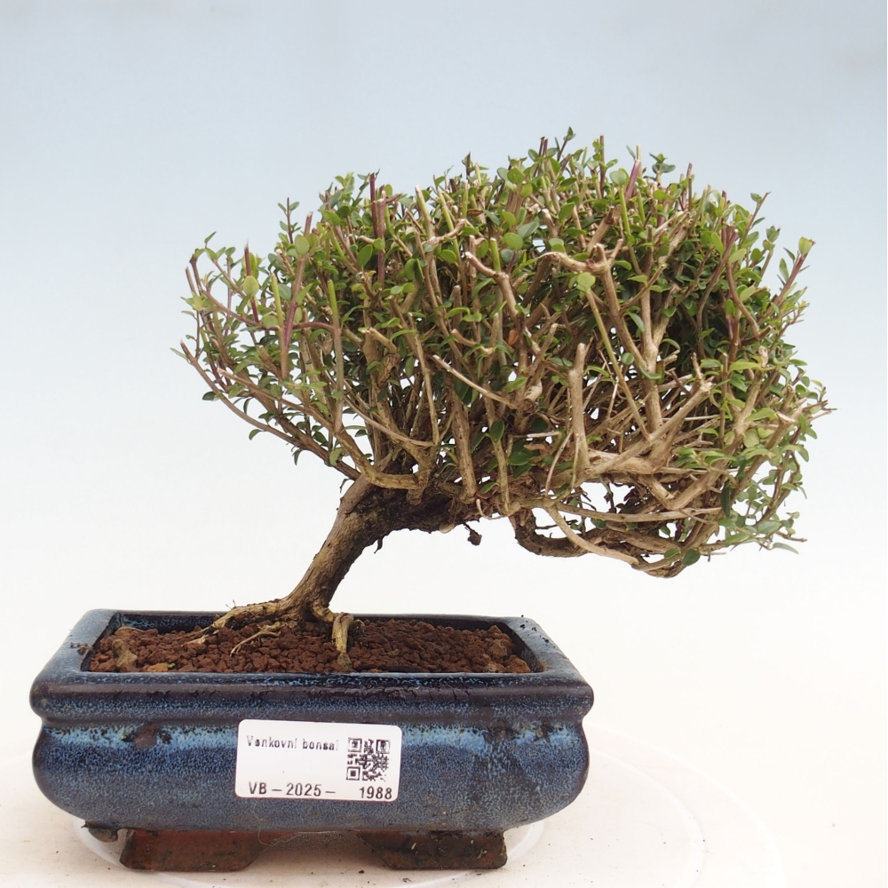 Vonkajší bonsai-Lonicera nitída Twiggy-Zimolez