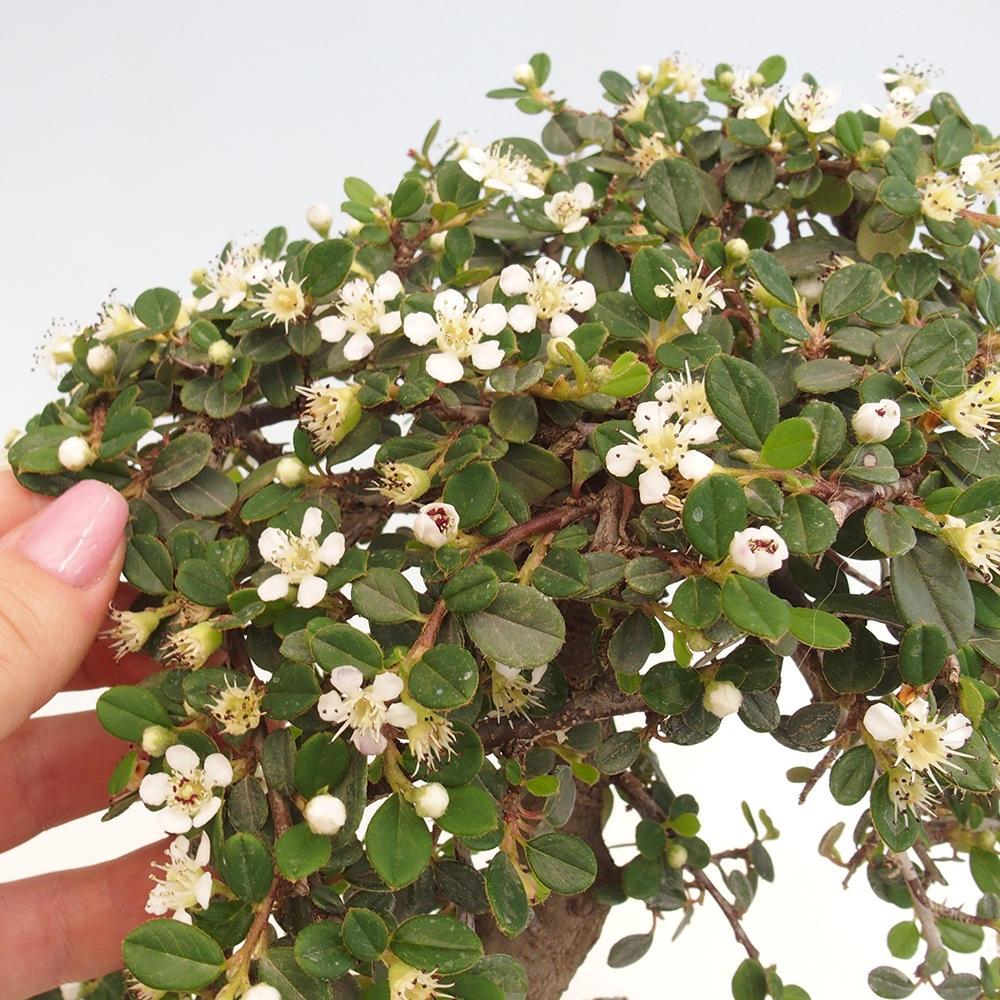 Vonkajší bonsai-Cotoneaster dammeri - Skalník Damerov