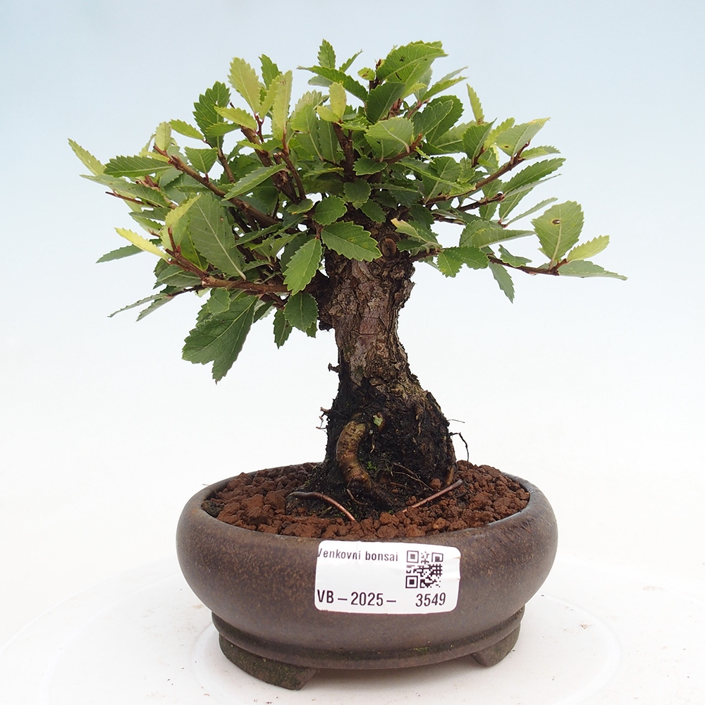 Vonkajšie bonsaje - Zelkova - Zelkova NIRE
