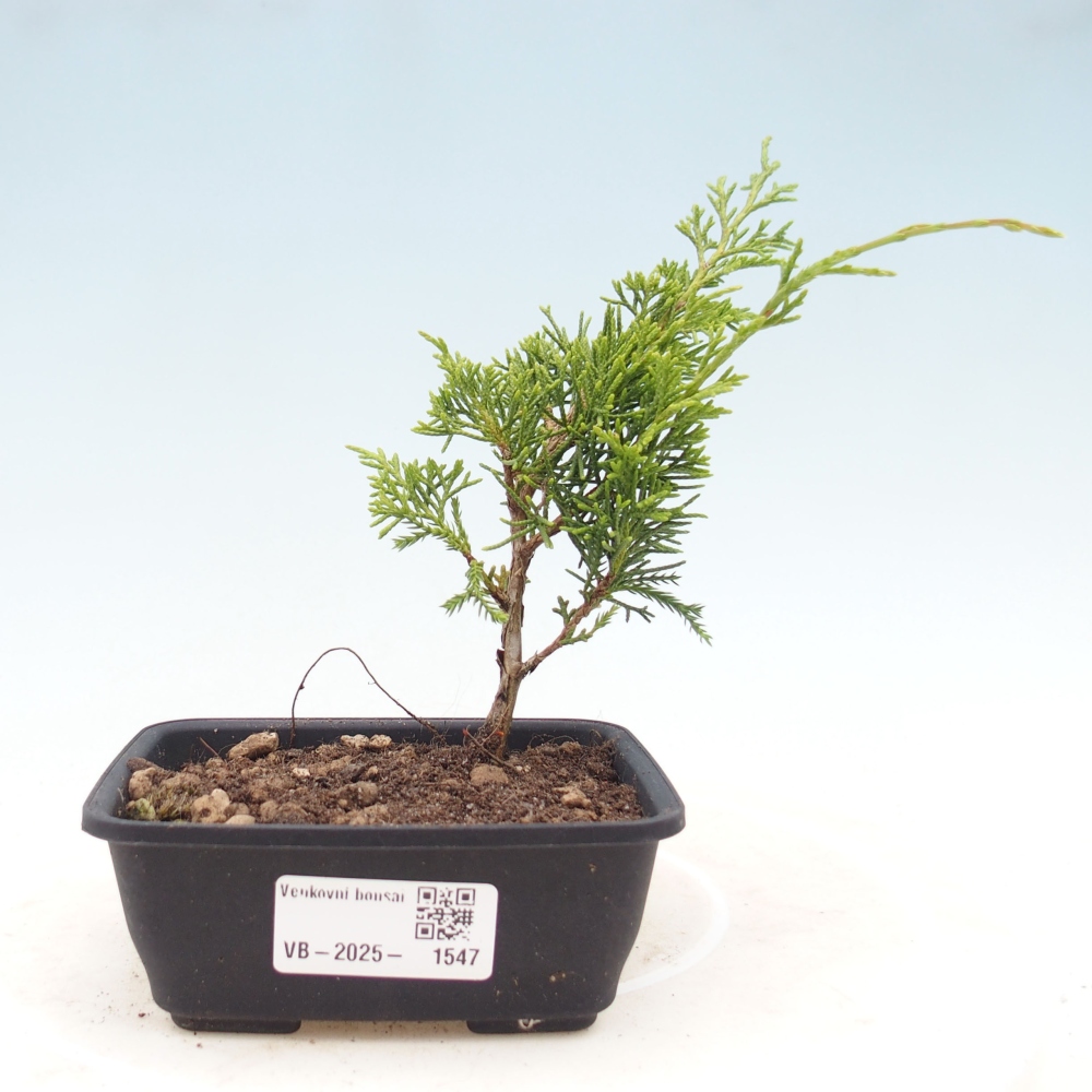 Vonkajší bonsai - Juniperus chinensis Itoigawa -Jalovec čínsky