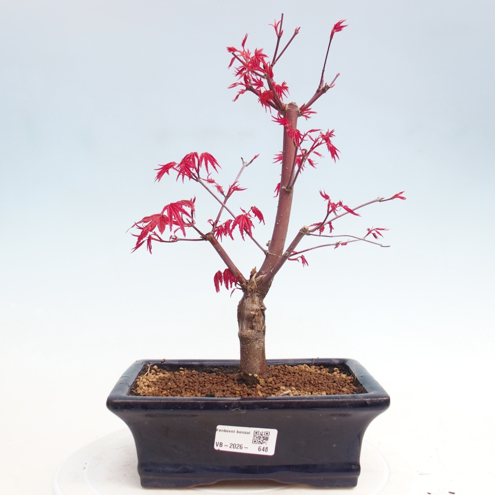 Vonkajší bonsaj - Acer palmatum DESHOJO
