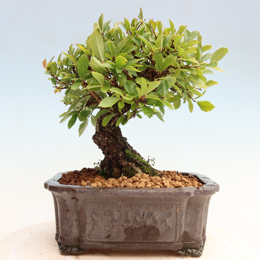 Vonkajšie bonsaje - Zelkova - Zelkova NIRE