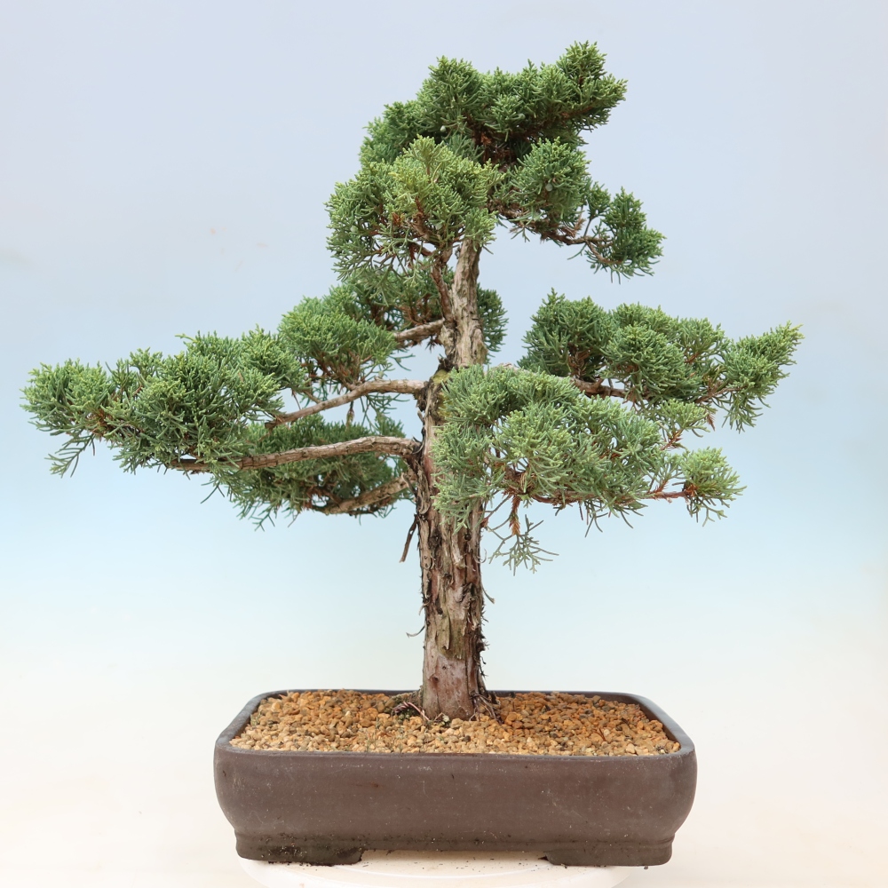 Vonkajší bonsaj - Juniperus chinensis Kishu