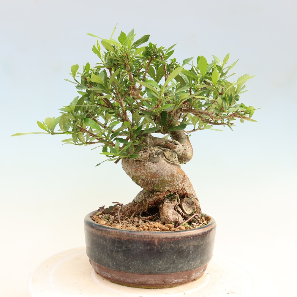 Izba bonsai – Gardenia jasminoides – gardénia