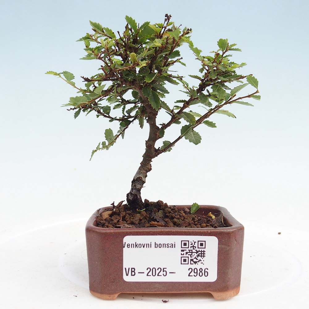Vonkajší bonsai - Ulmus parvifolia Sagei - Malolistý brest