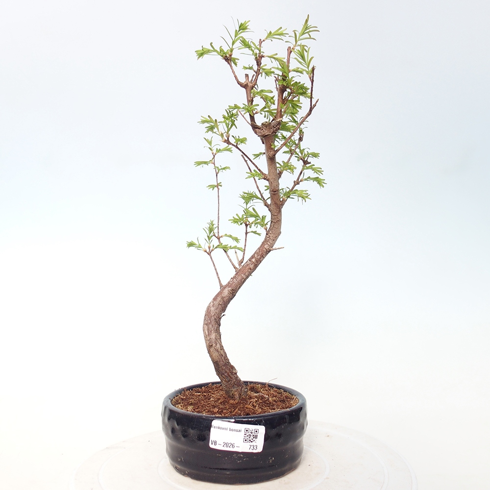 Vonkajšie bonsaje - Metasequoia glyptostroboides - čínska metasekvoja