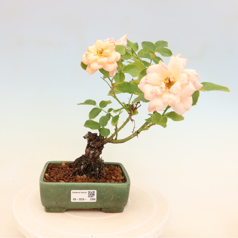 Vonkajšie bonsaje – Rosa Kordes – ruže